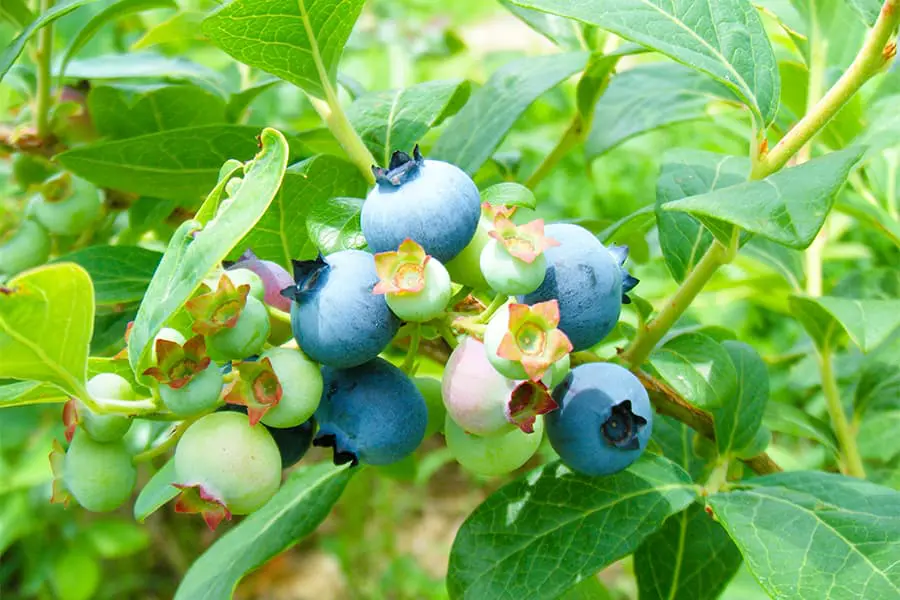 ブルーベリーの郷」ブルーベリーの種類はなんと30種類！摘んで食べて